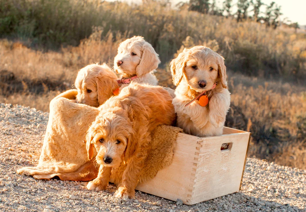 teddy bear goldendoodle breeders