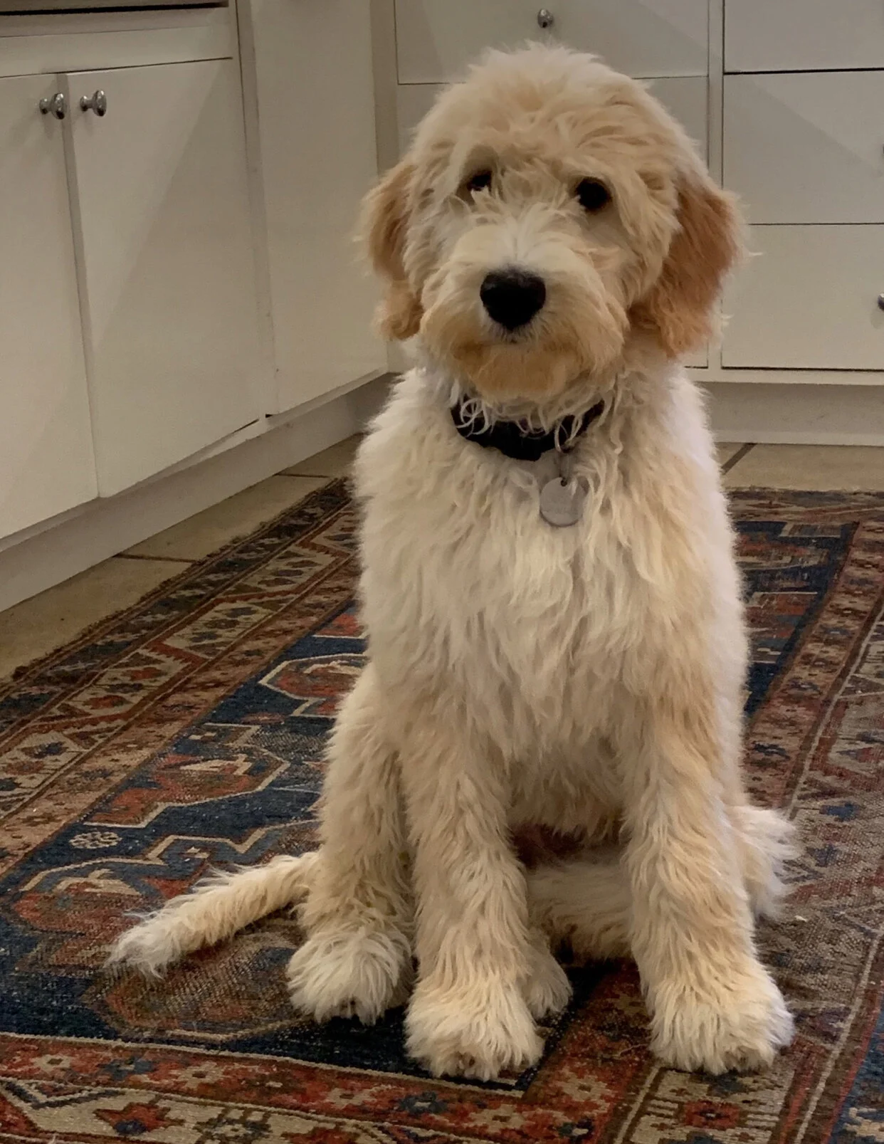 6 month old goldendoodle