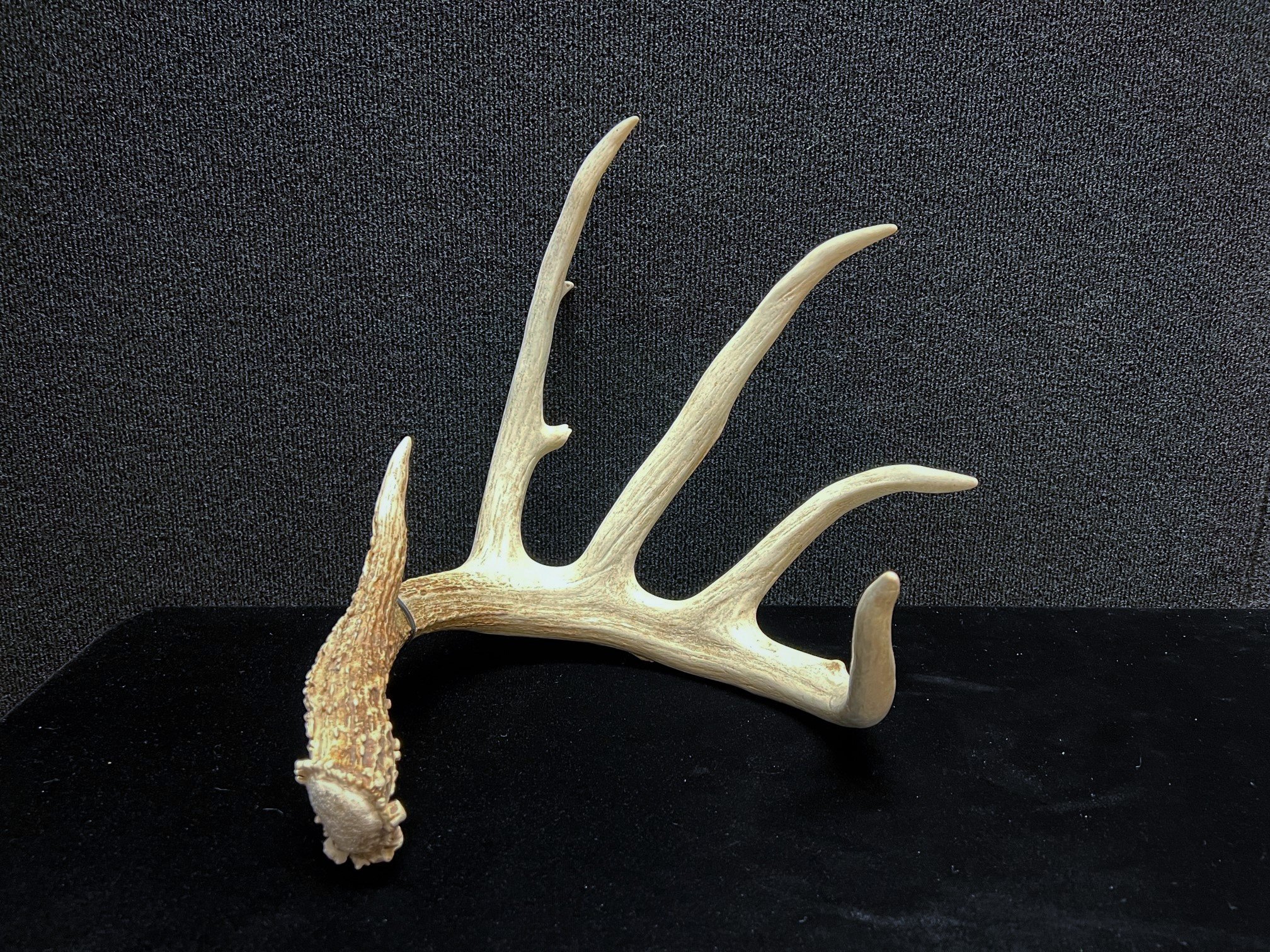 Naturally Shed Mule Deer Antler Single 5 Point About 19 Long - Nice  Condition!
