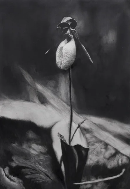 Deep Woods Orchid
