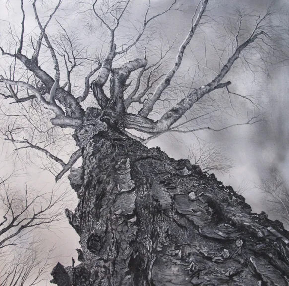 Old Birch on Elmore Mountain