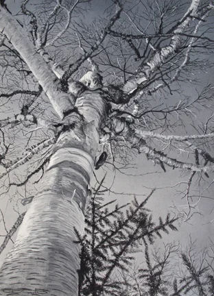 Birch Study , casein on board