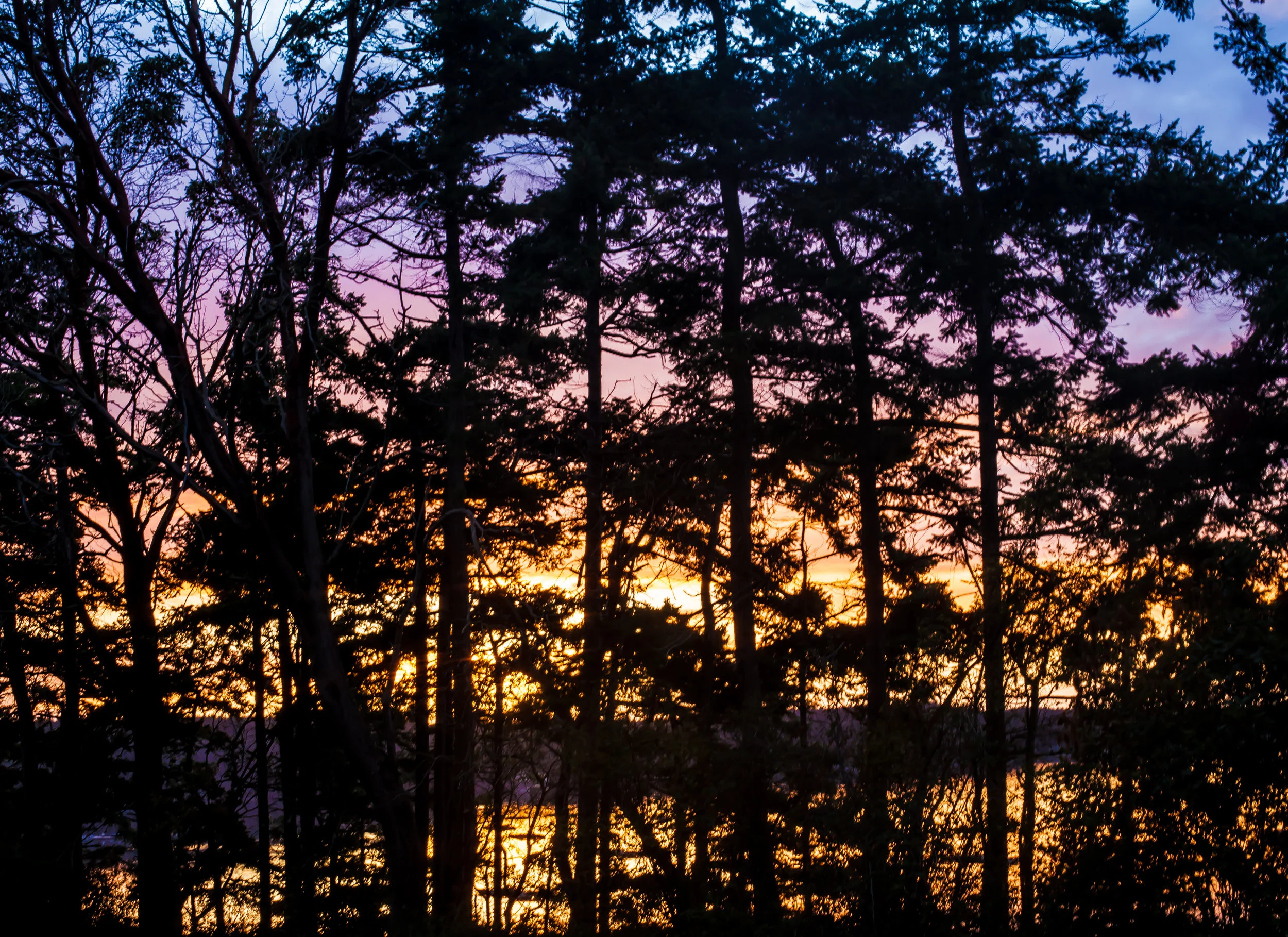 AnneMarieZarba_ColorfulSunsetTrees_22x16.jpg