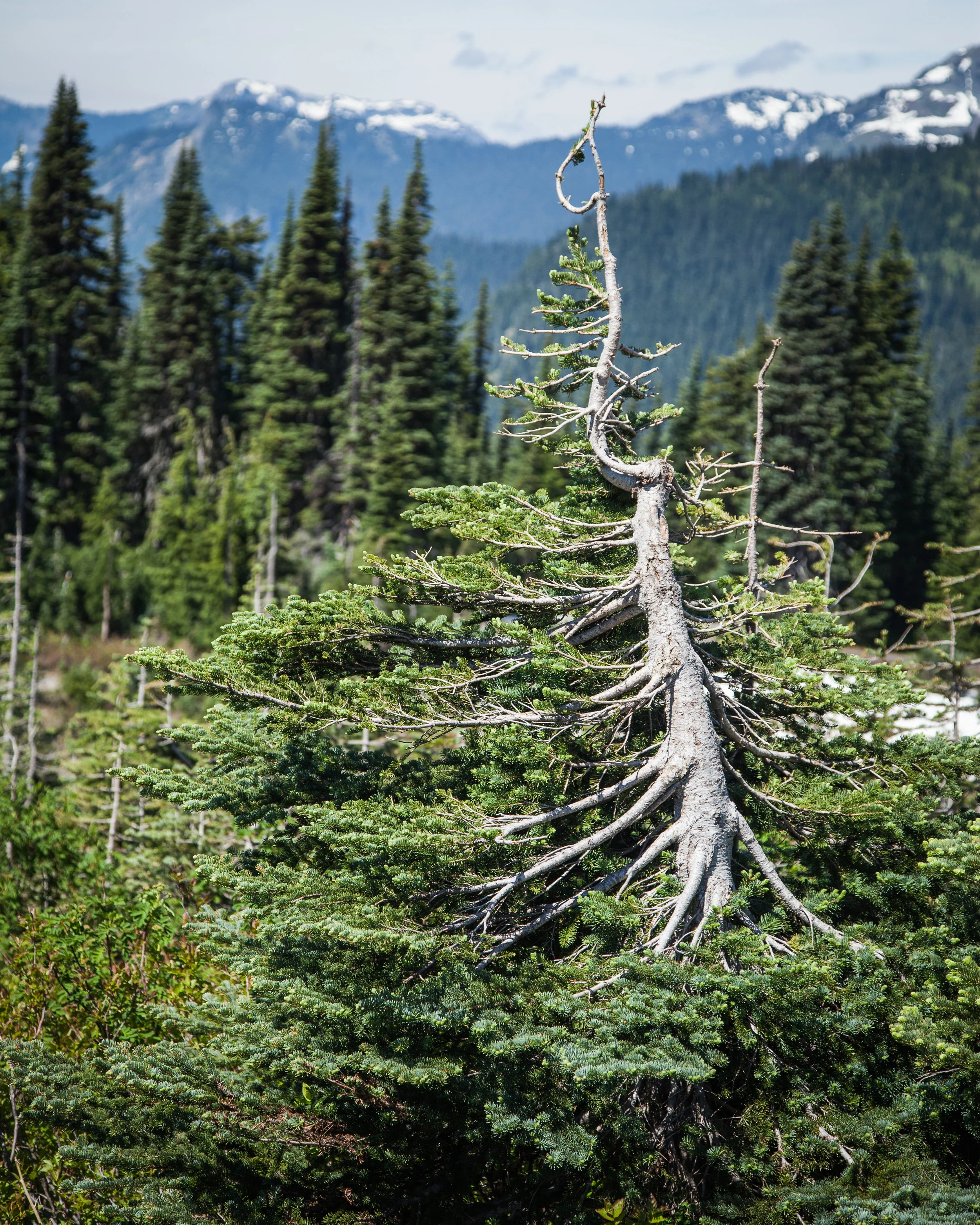 Mountain Tree.jpg