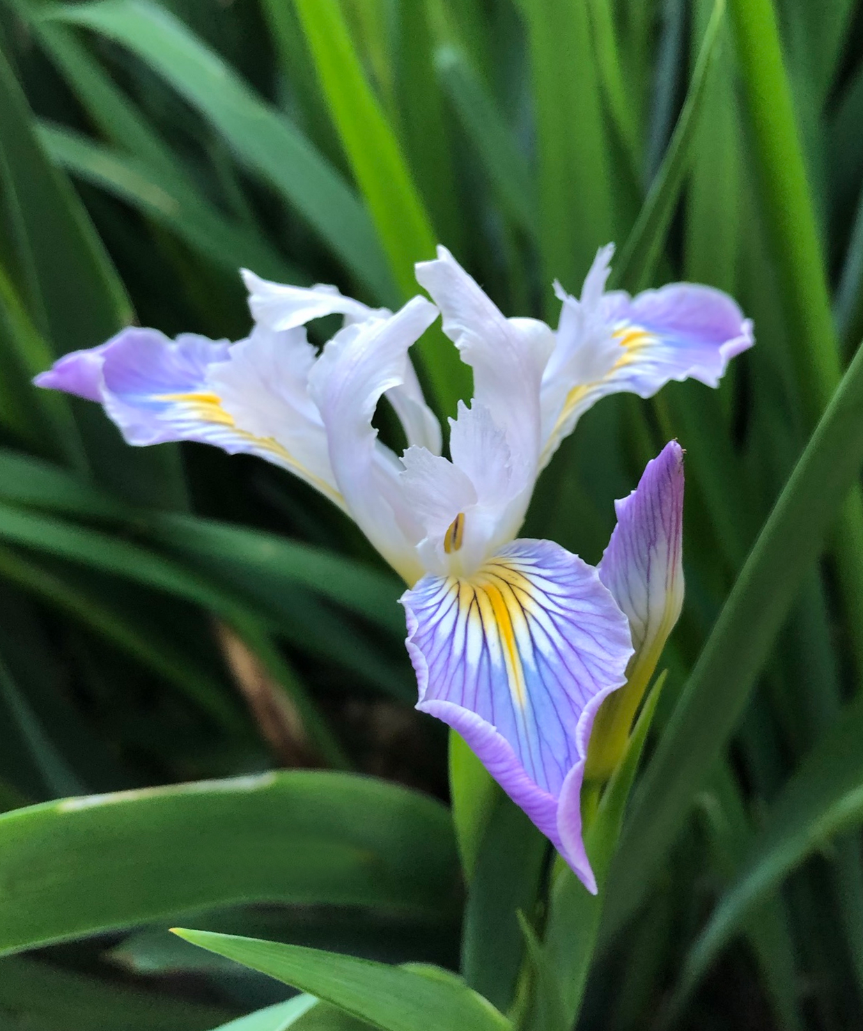 Explore native plants to include in your yard with the Willamette Chapter of the Oregon Native Plant Society