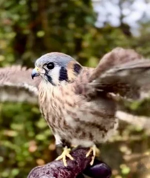 Meet Penny, an American kestrel with Chintimini Wildlife Center.