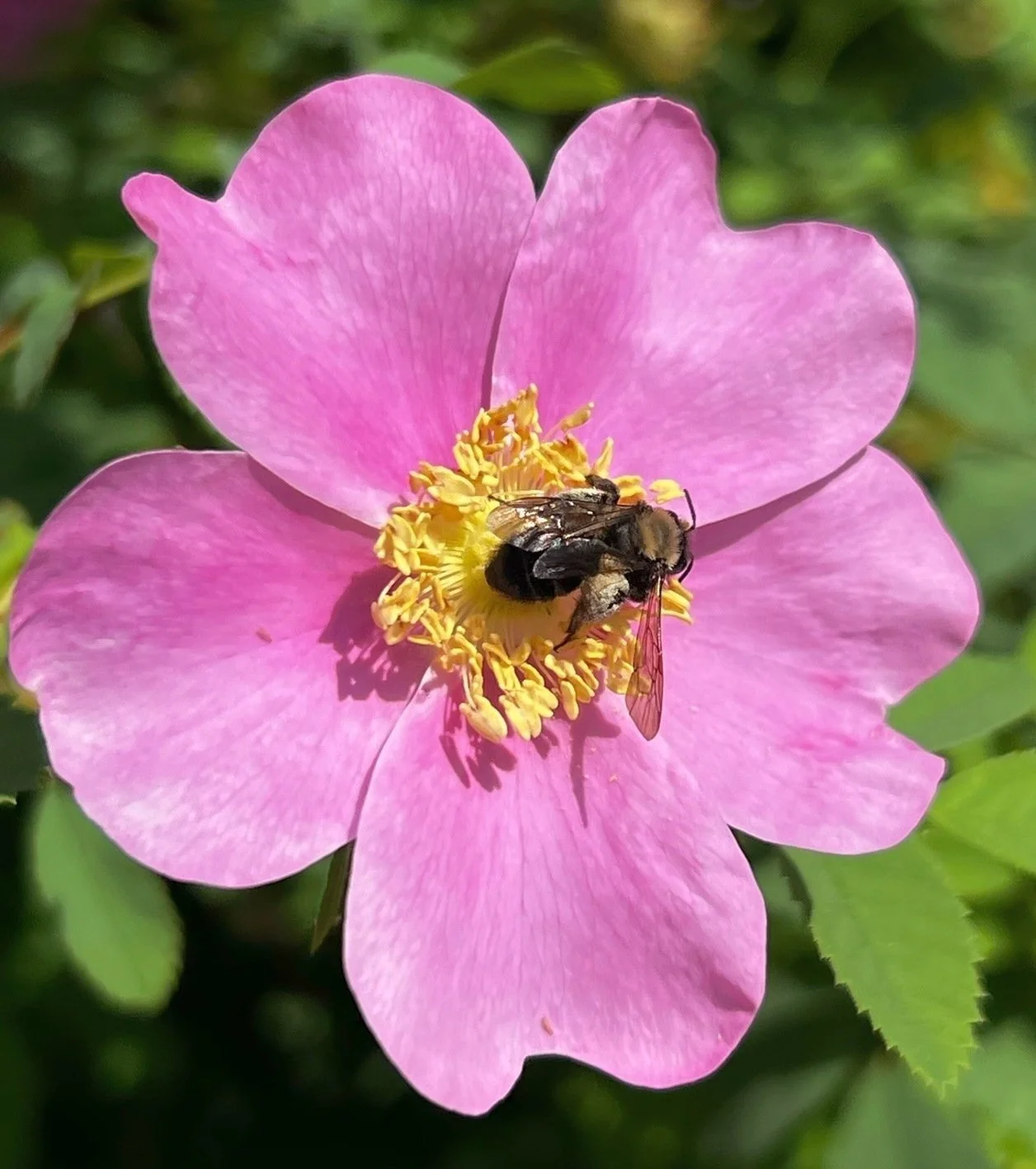 Discover fascinating facts about pollinators with Clean Streams.