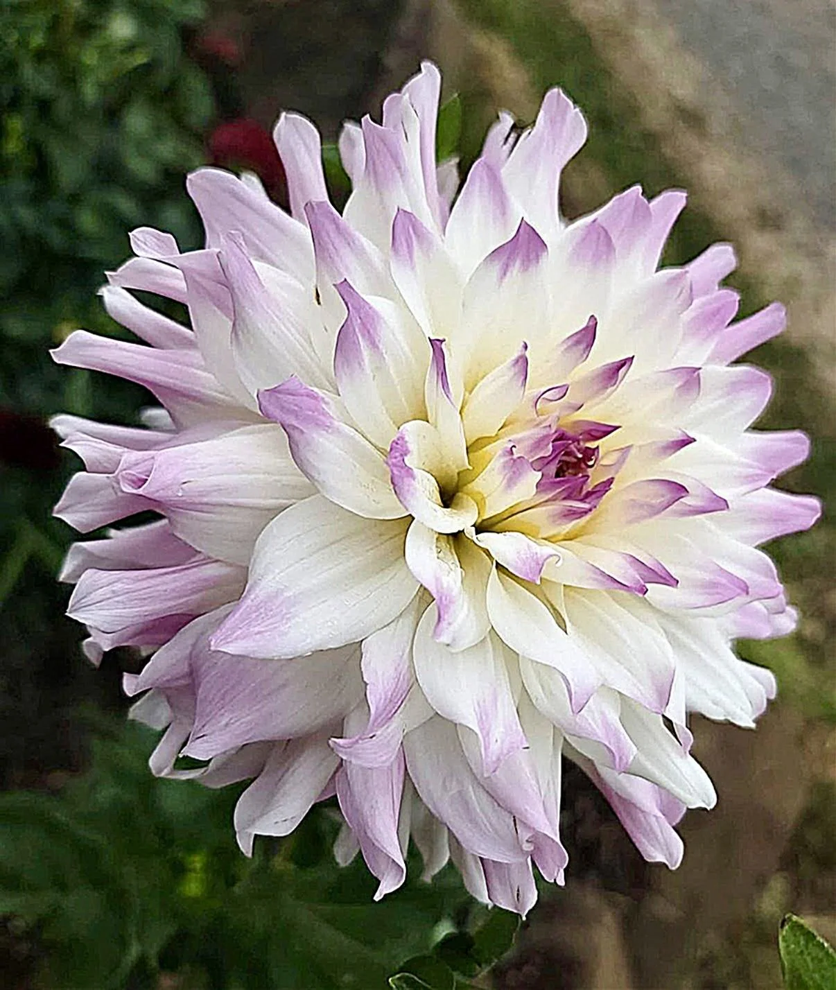 Kat's Dahlia Patch 1.JPG