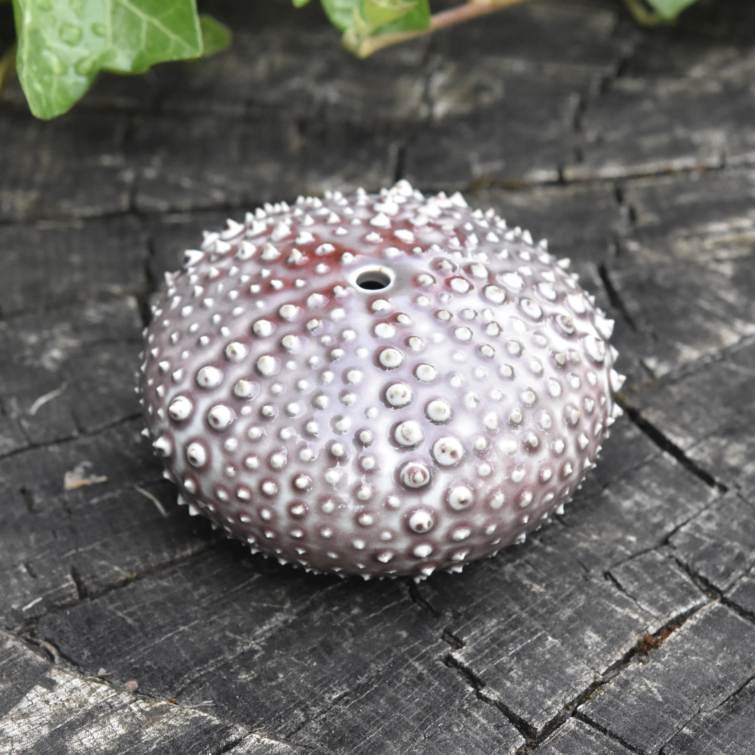 Amanda Ohrn - urchin.jpeg