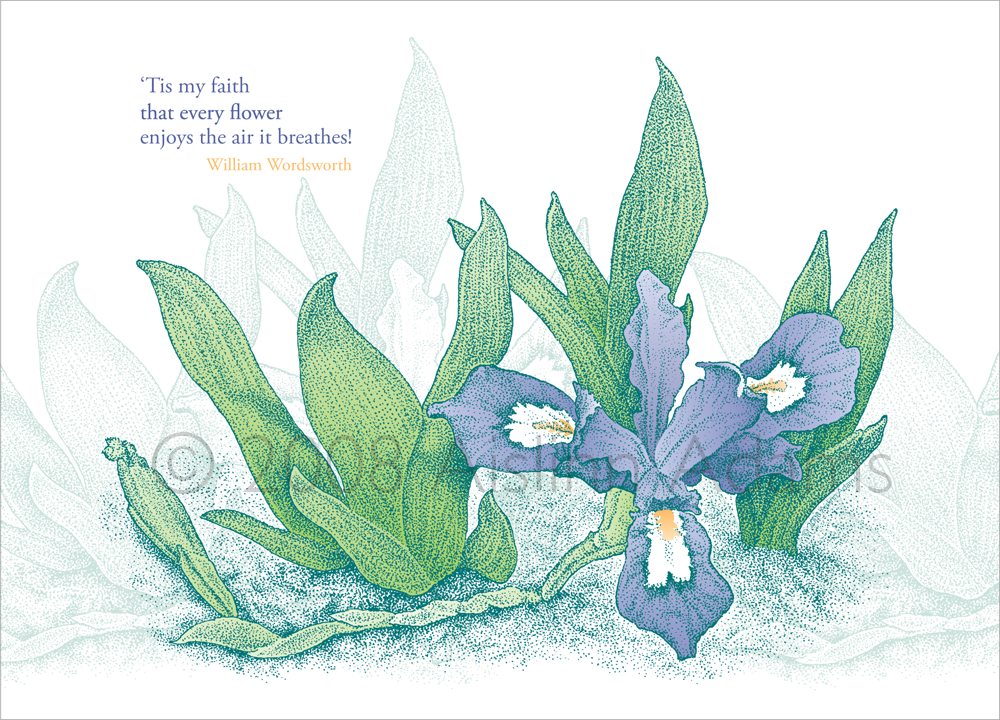 Aislinn Adams 1 Dwarf crested iris.png