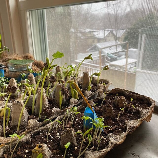 Garden Veggies sprouting, the promise of spring on a snowy Easter am. Hang in there Minnesota! #minneapolisgardens #gardening #veggies #biophilia #minneapolisfoodie #minneapolisgardens #permaculture  #sustainablefarming