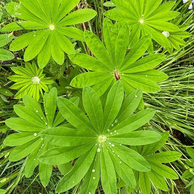 It&rsquo;s official! Perennial Lupine is the official native flowering plant of CH Realty! Lol - I finally got one to grow at my home office:). I just love it&rsquo;s leaves and symmetry, like good architecture! Here&rsquo;s to its forthcoming purple