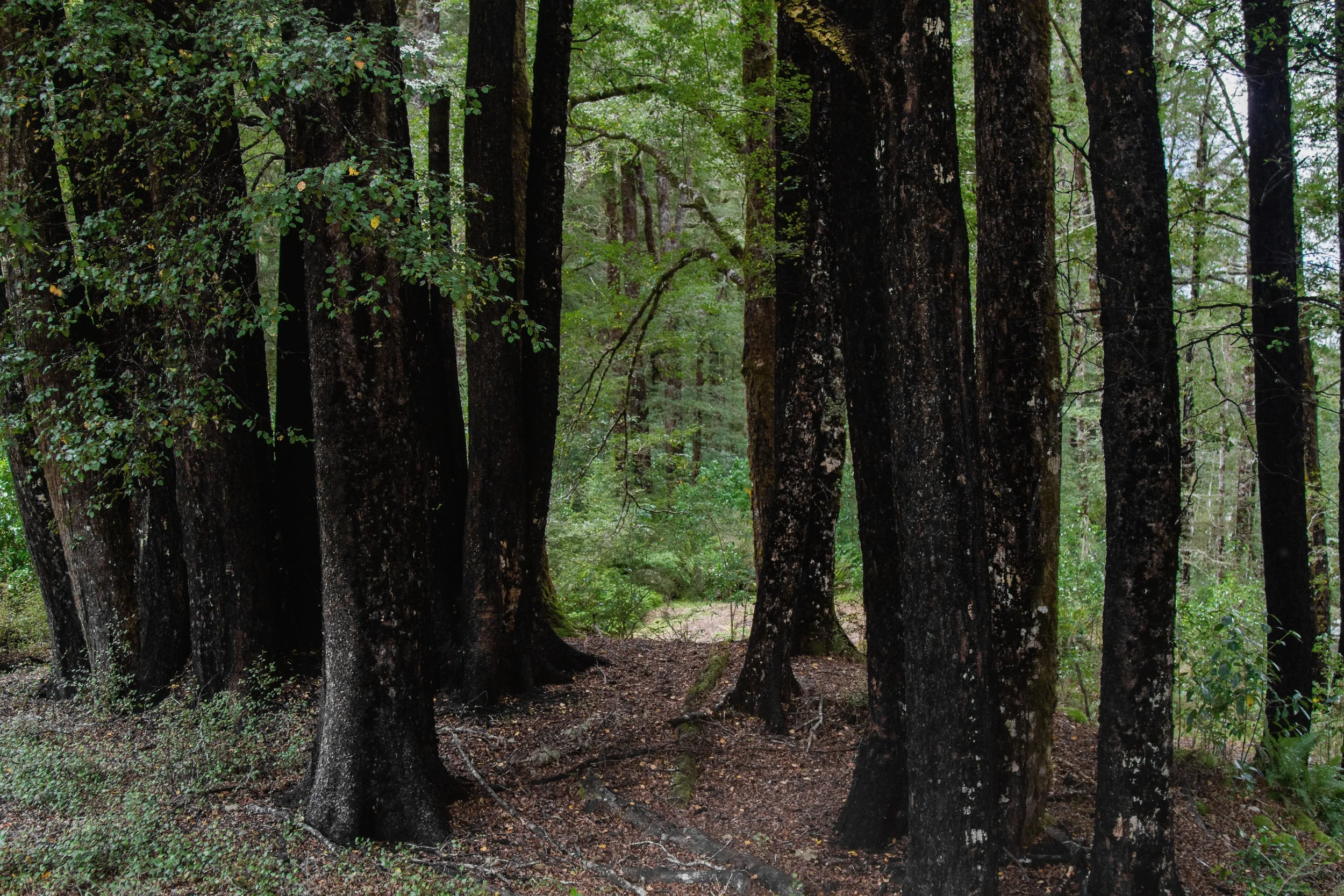 Maruia River Retreat Estate NZ Beech Forest