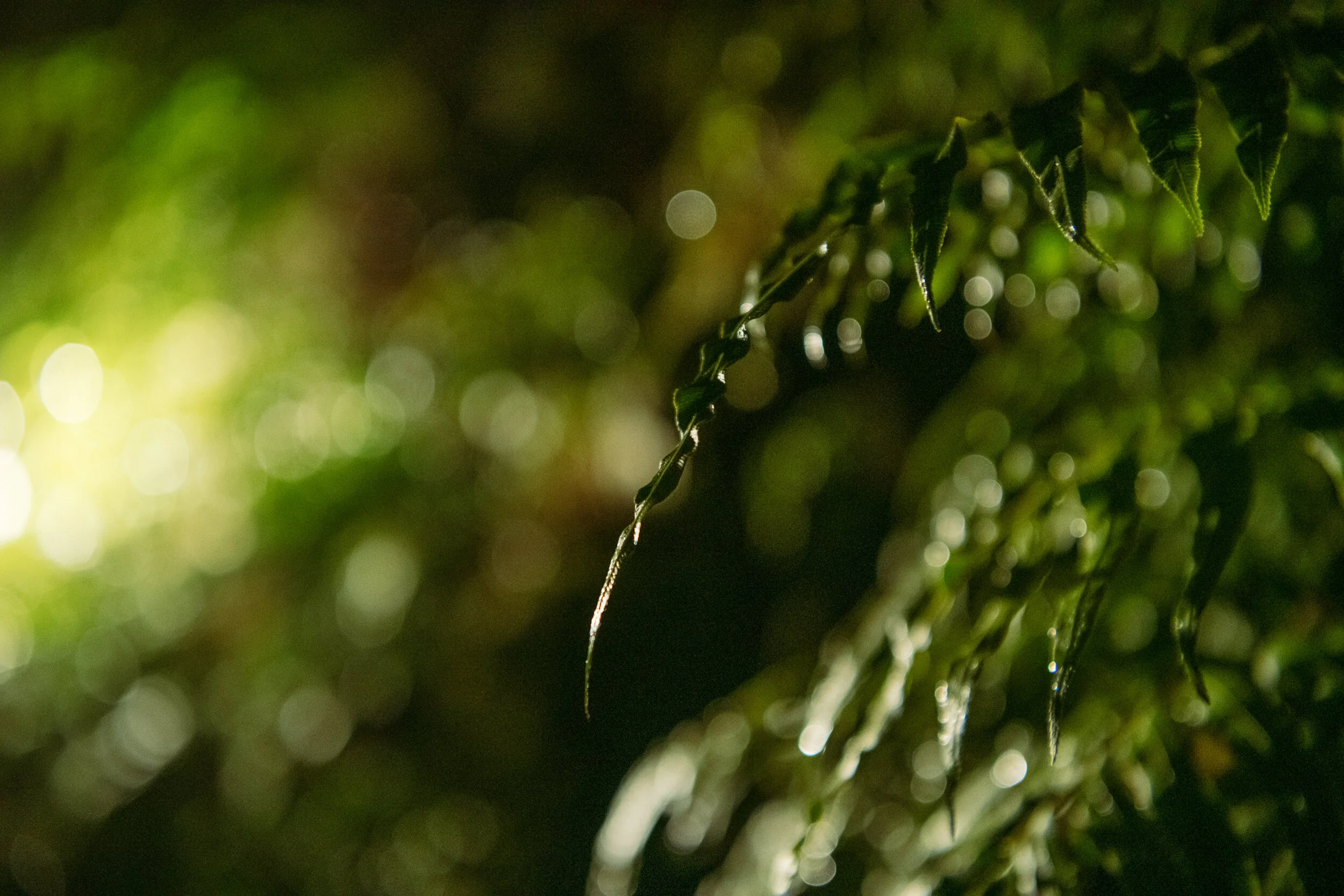 Maruia River Retreat Luxury Wellness & Rainforest Retreat