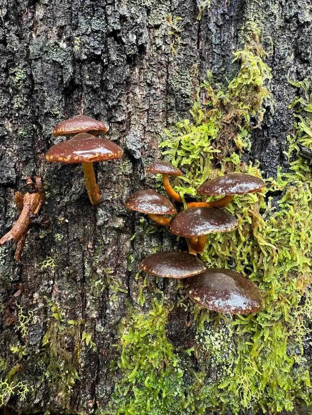The Forest of Maruia River Retreat 🌲

Step into 500 acres of untouched native rainforest, where every path whispers with bird song, every tree holds a story, and every breath reminds you what pure air feels like.

From the tiniest mushroom to the ma