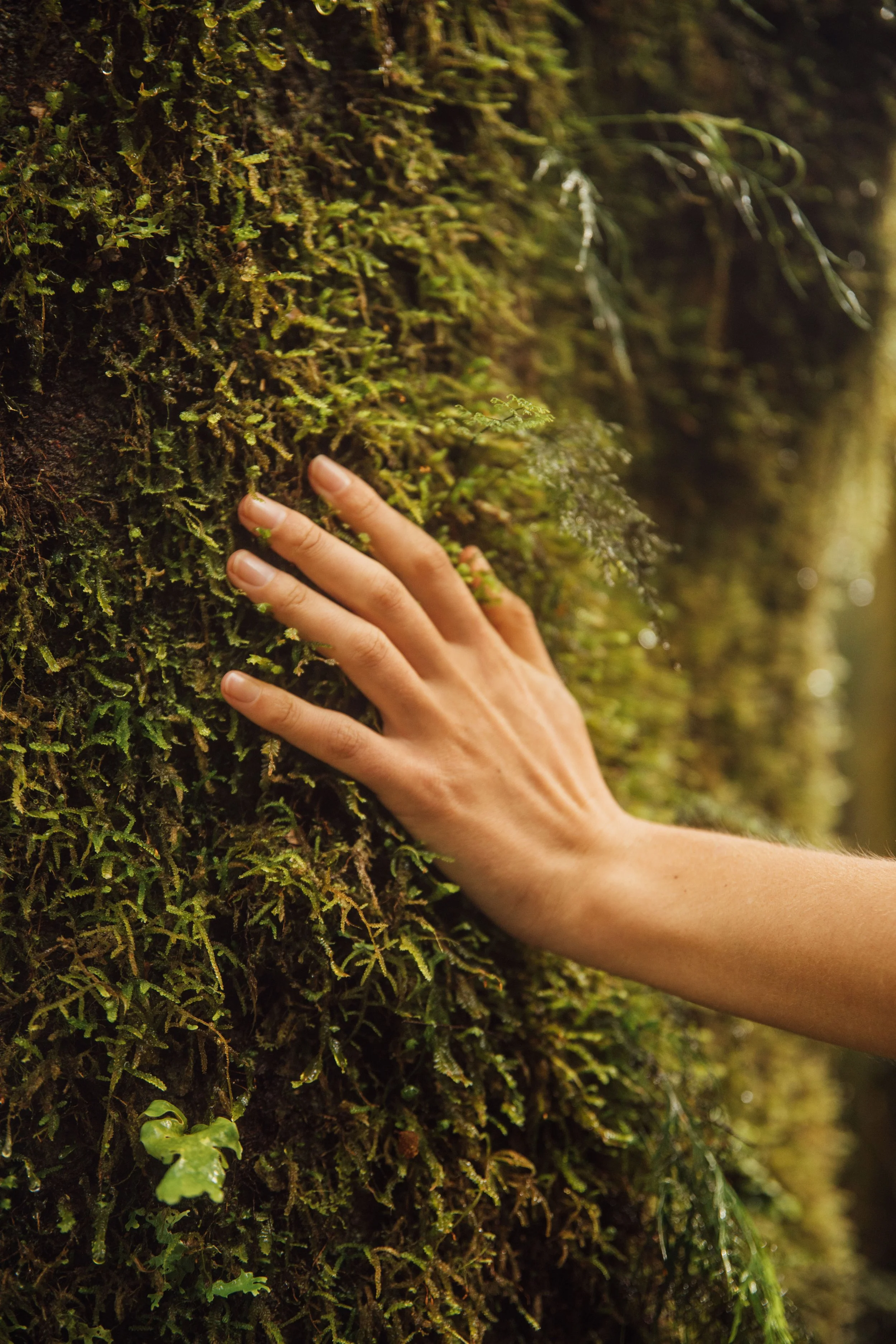 Maruia River Retreat NZ Native Forest Reconnect with Nature
