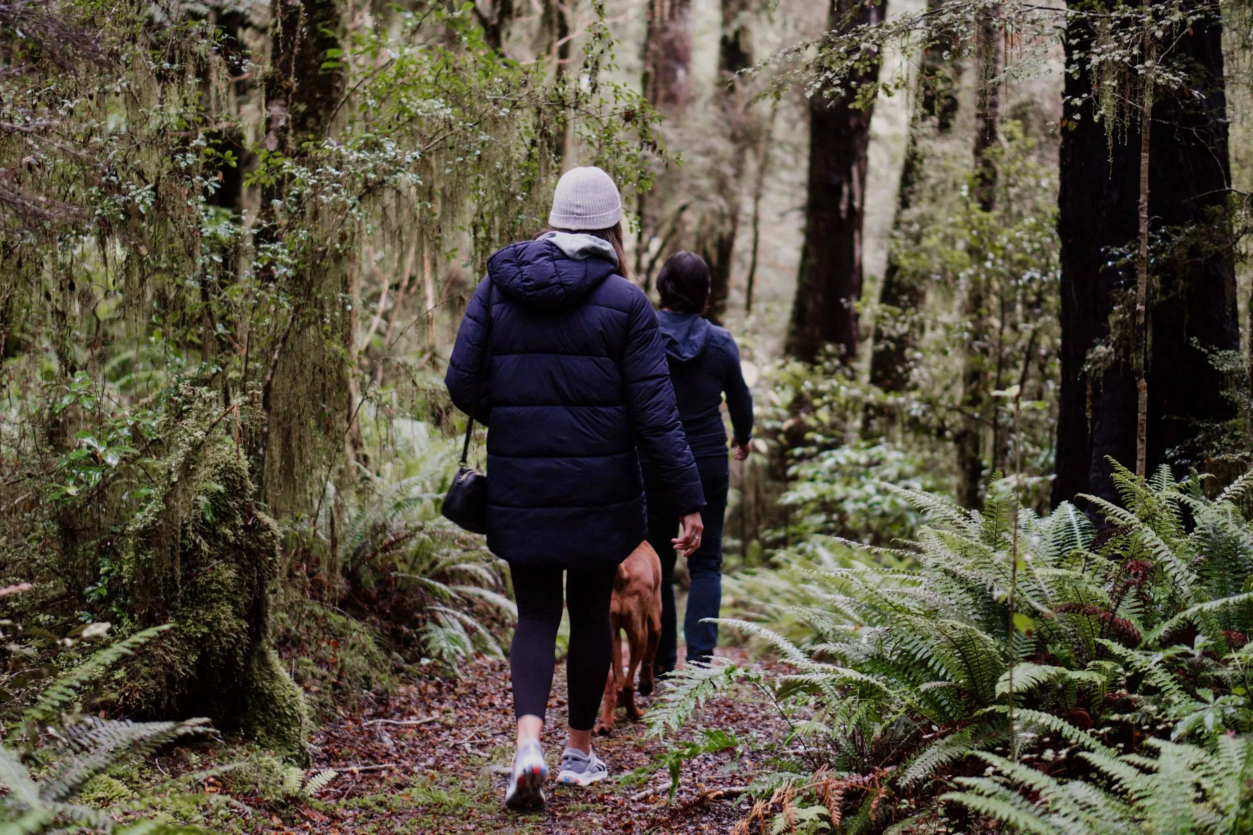 Maruia River Retreat Forest Walk