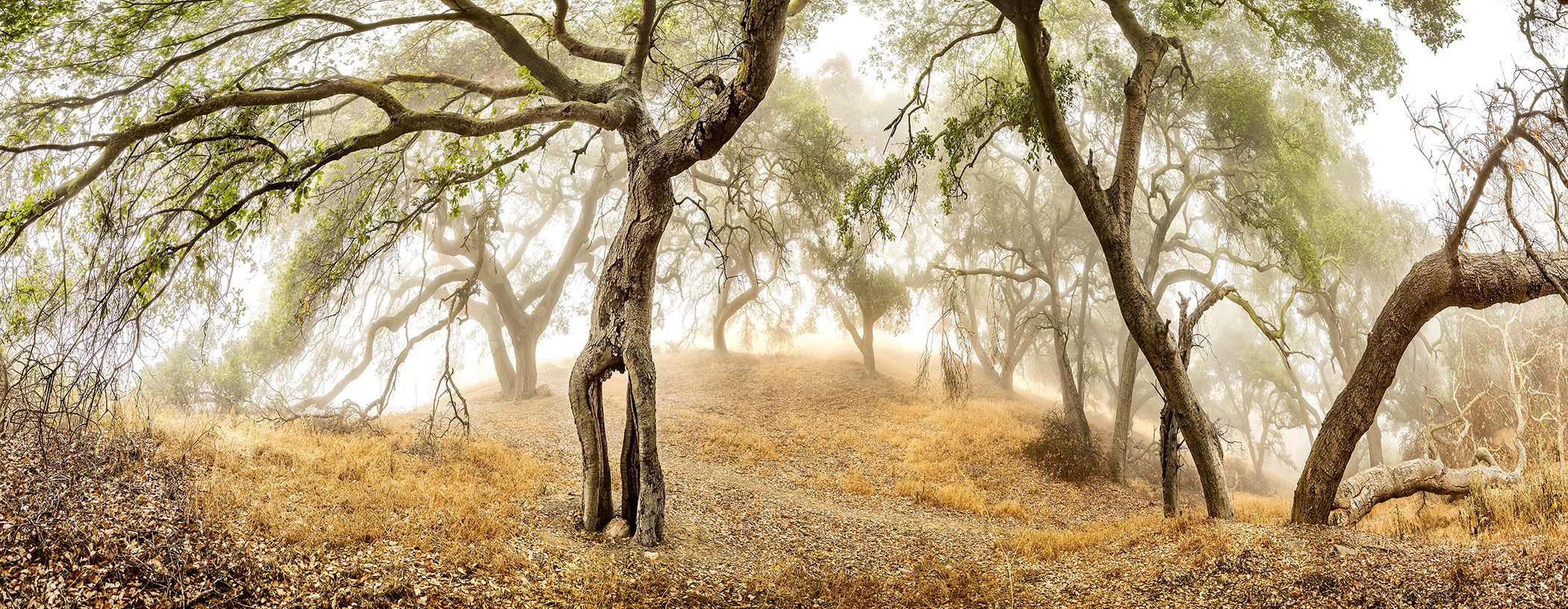 DANCING_TREES_IN_FOG.jpg