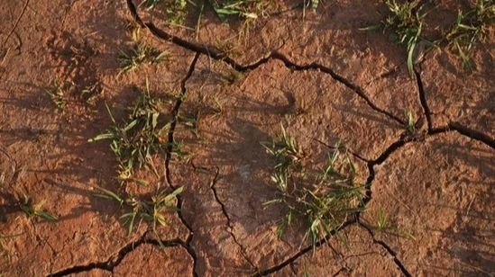 drought_186034.jpg