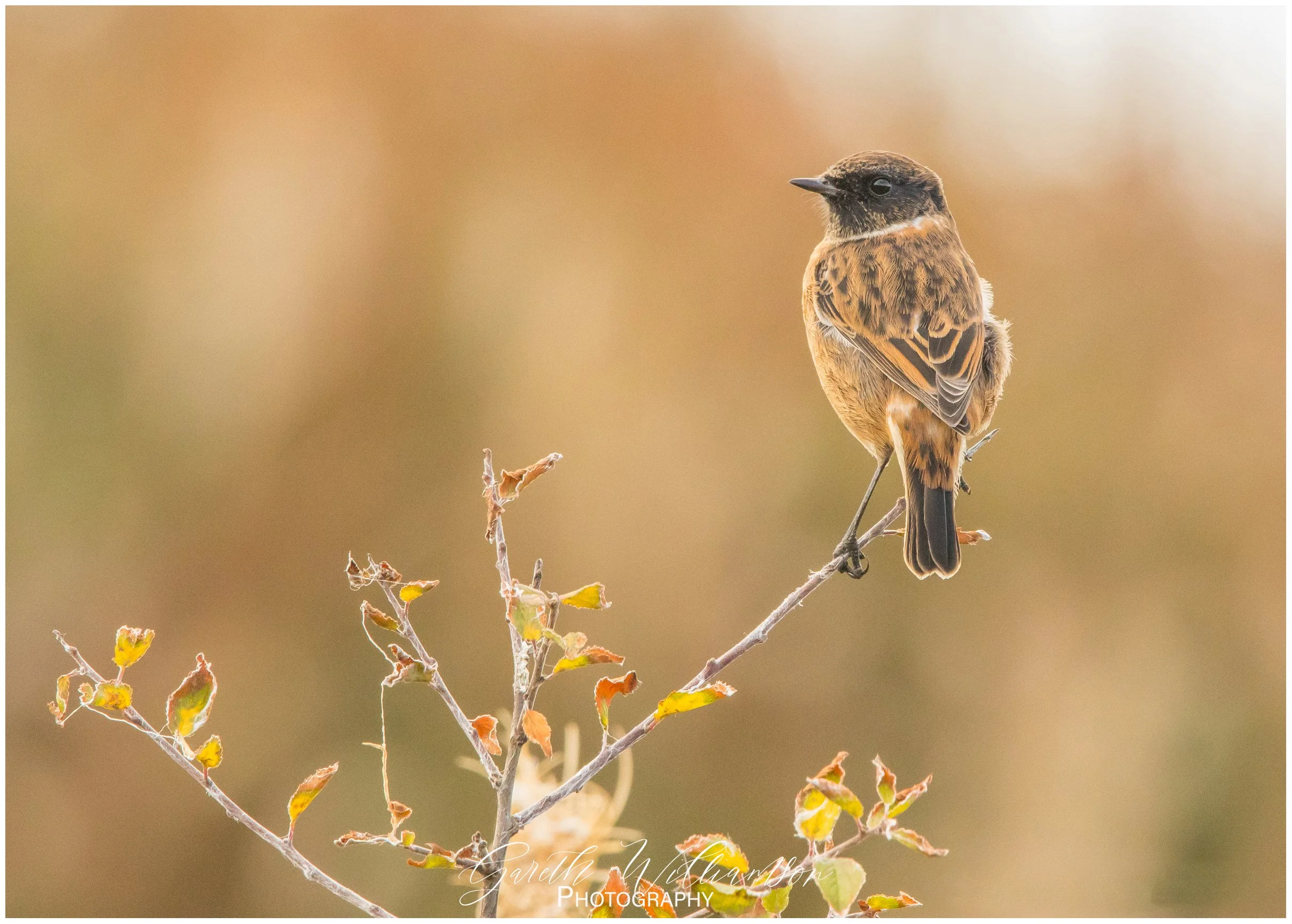 Stonechat.JPG