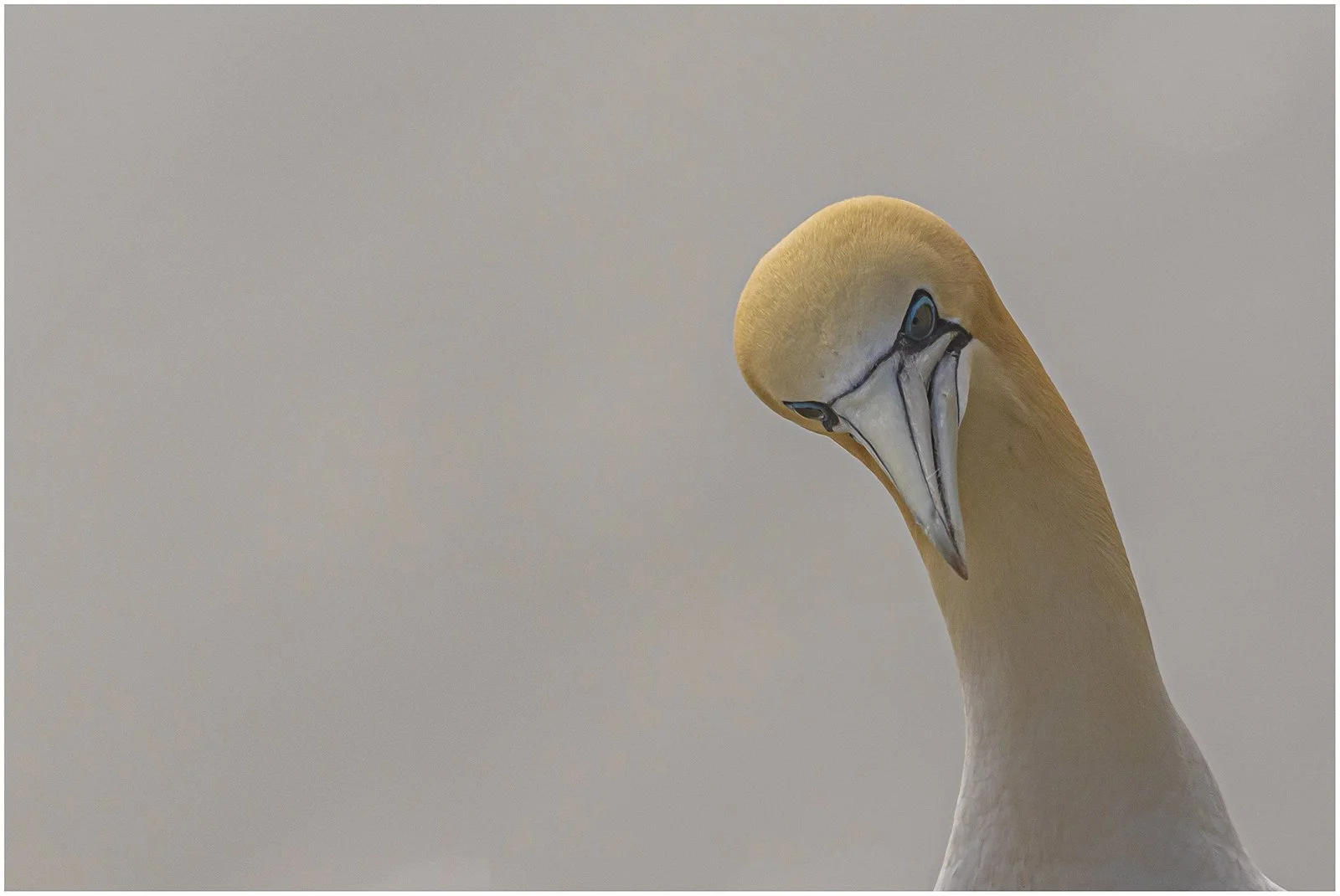 Gannet.jpg