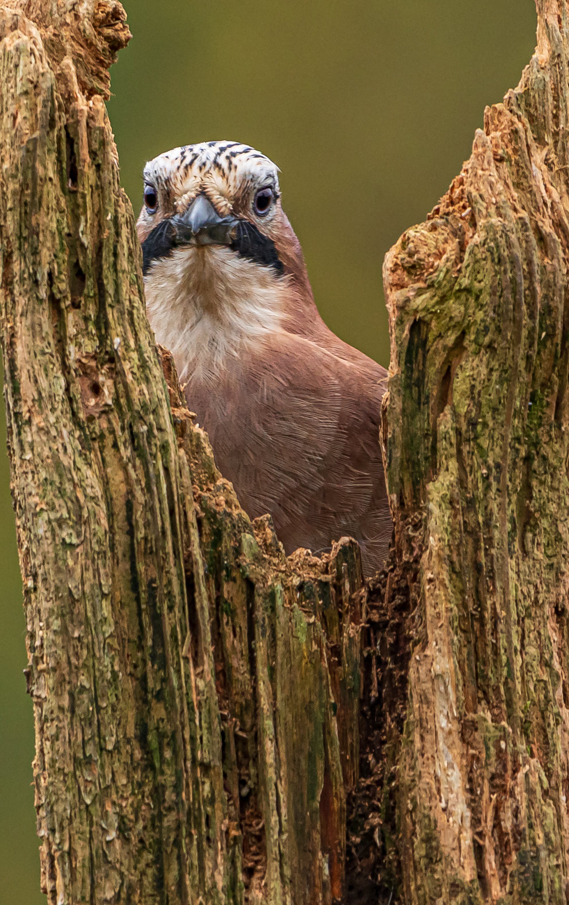 Simon's hide-537 copy.jpg