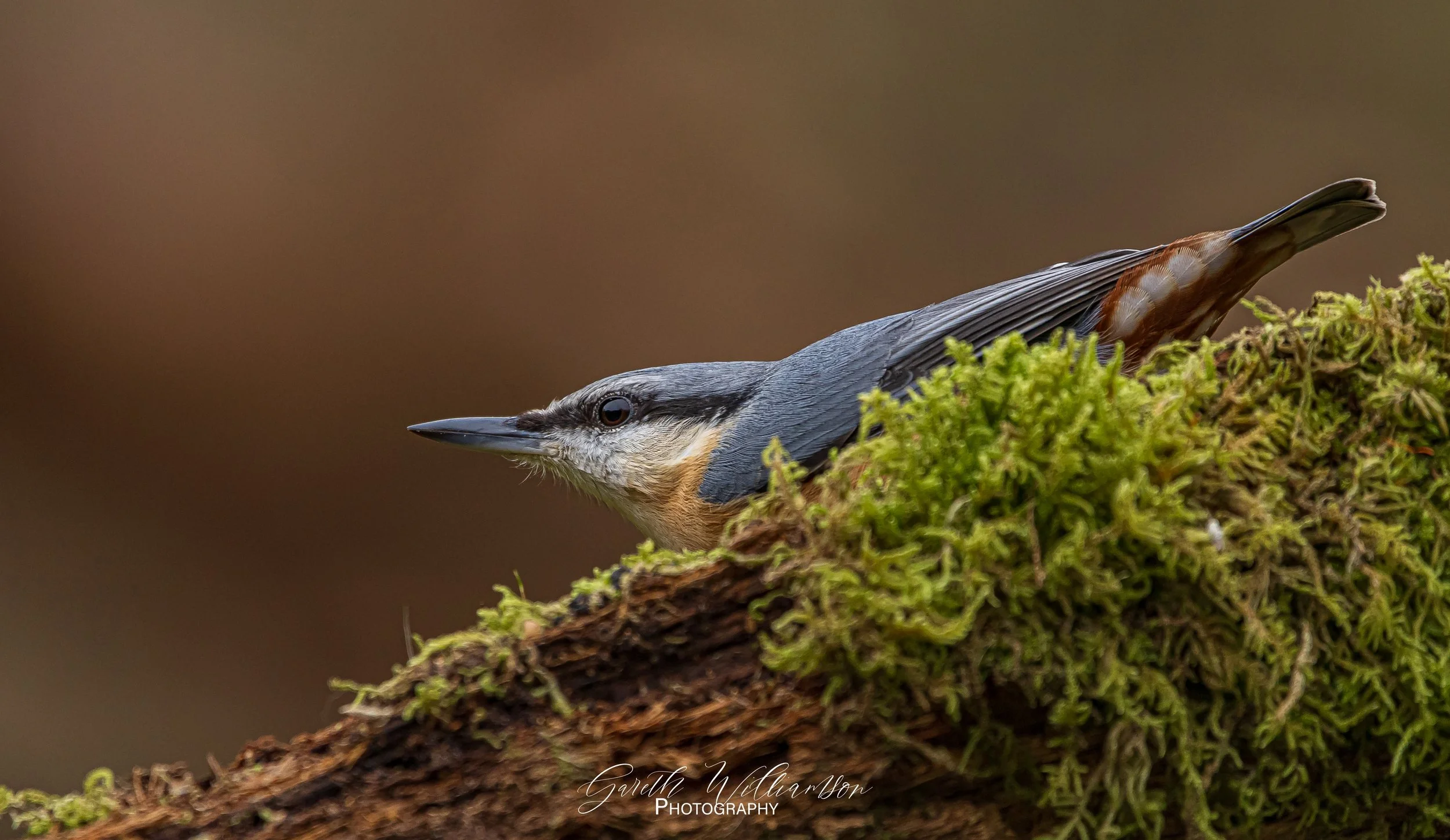 Simon's hide-572 copy.jpg