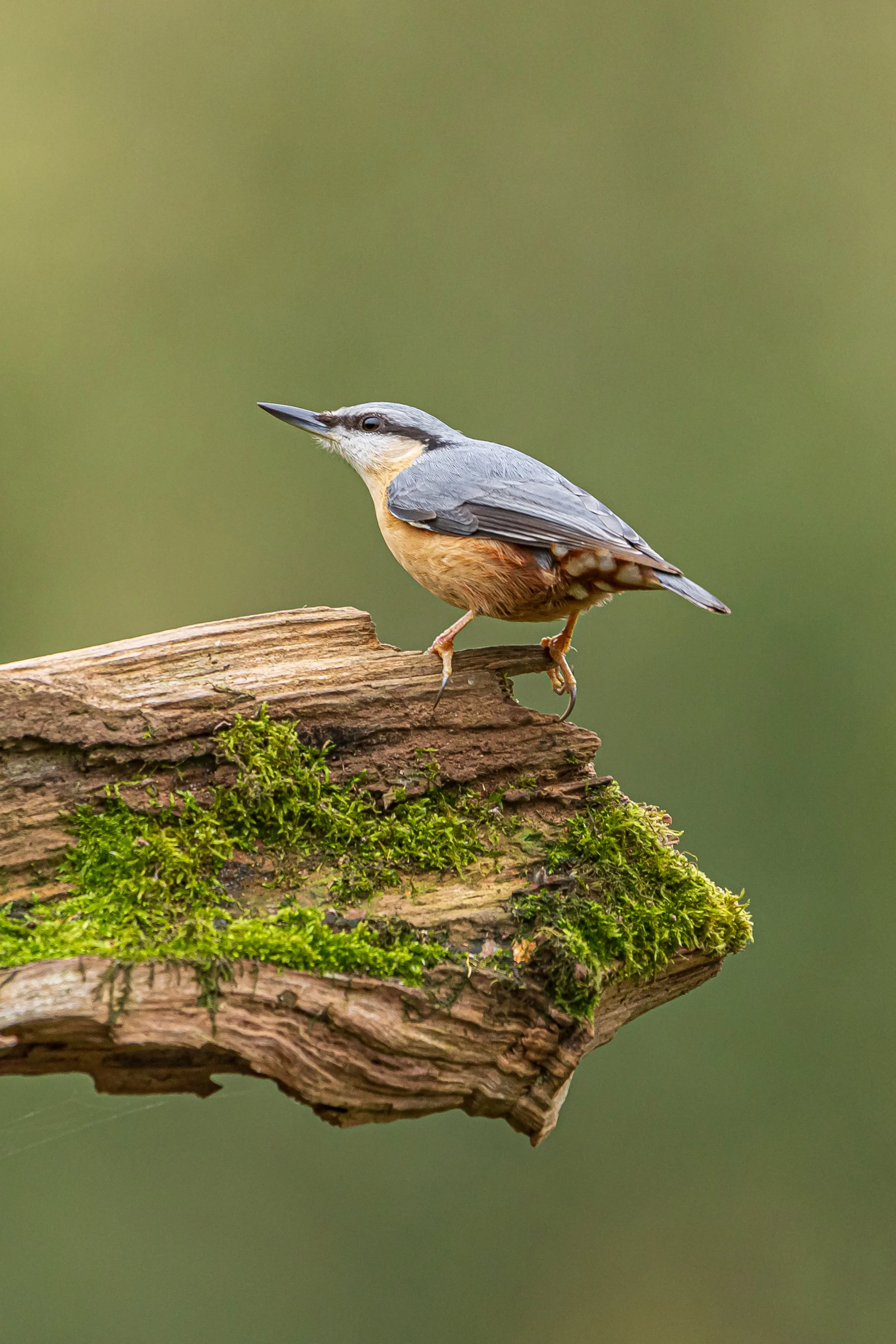 Simon's hide-609 copy.jpg