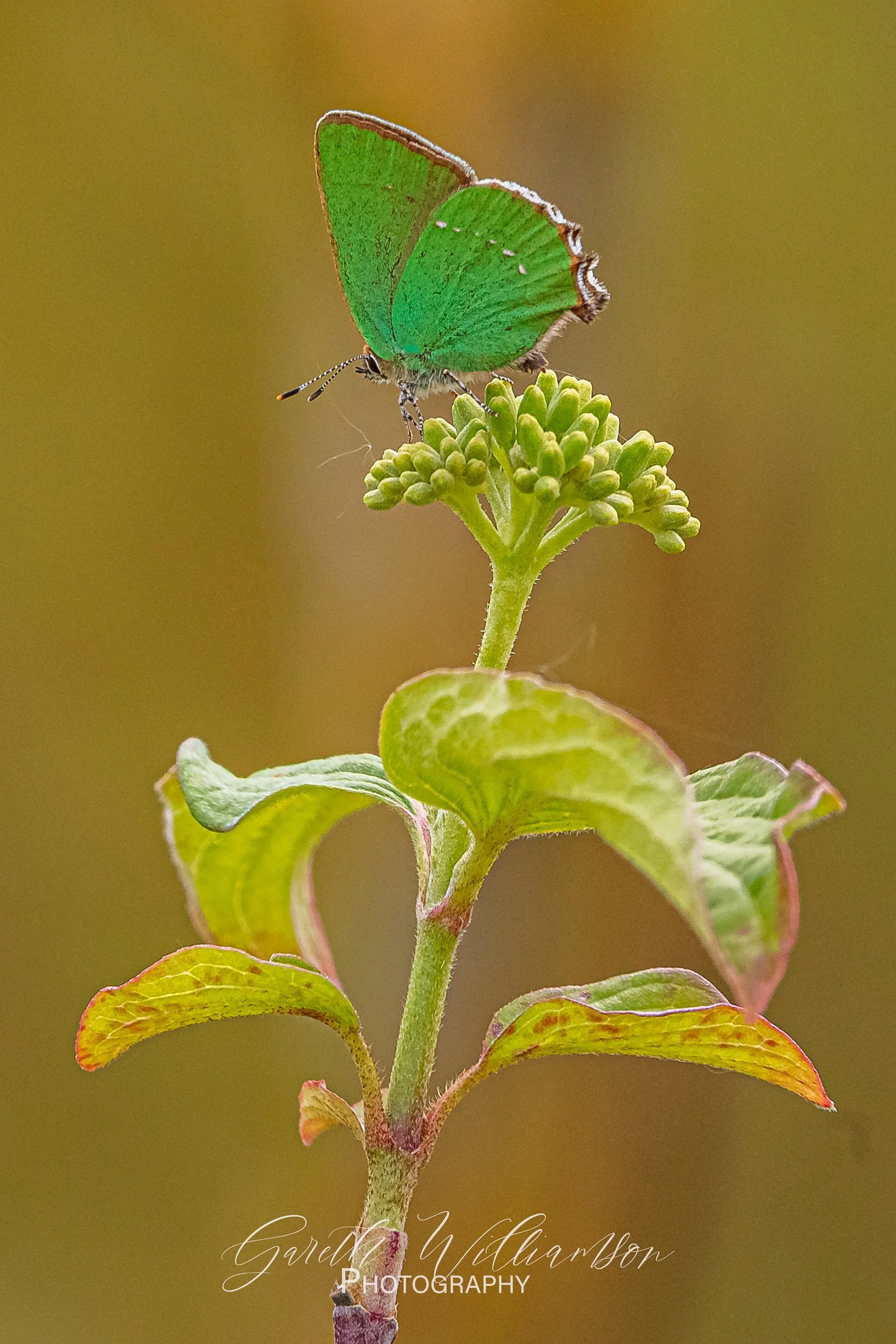 Cherry hinton chalk pits-191 copyweb.jpg