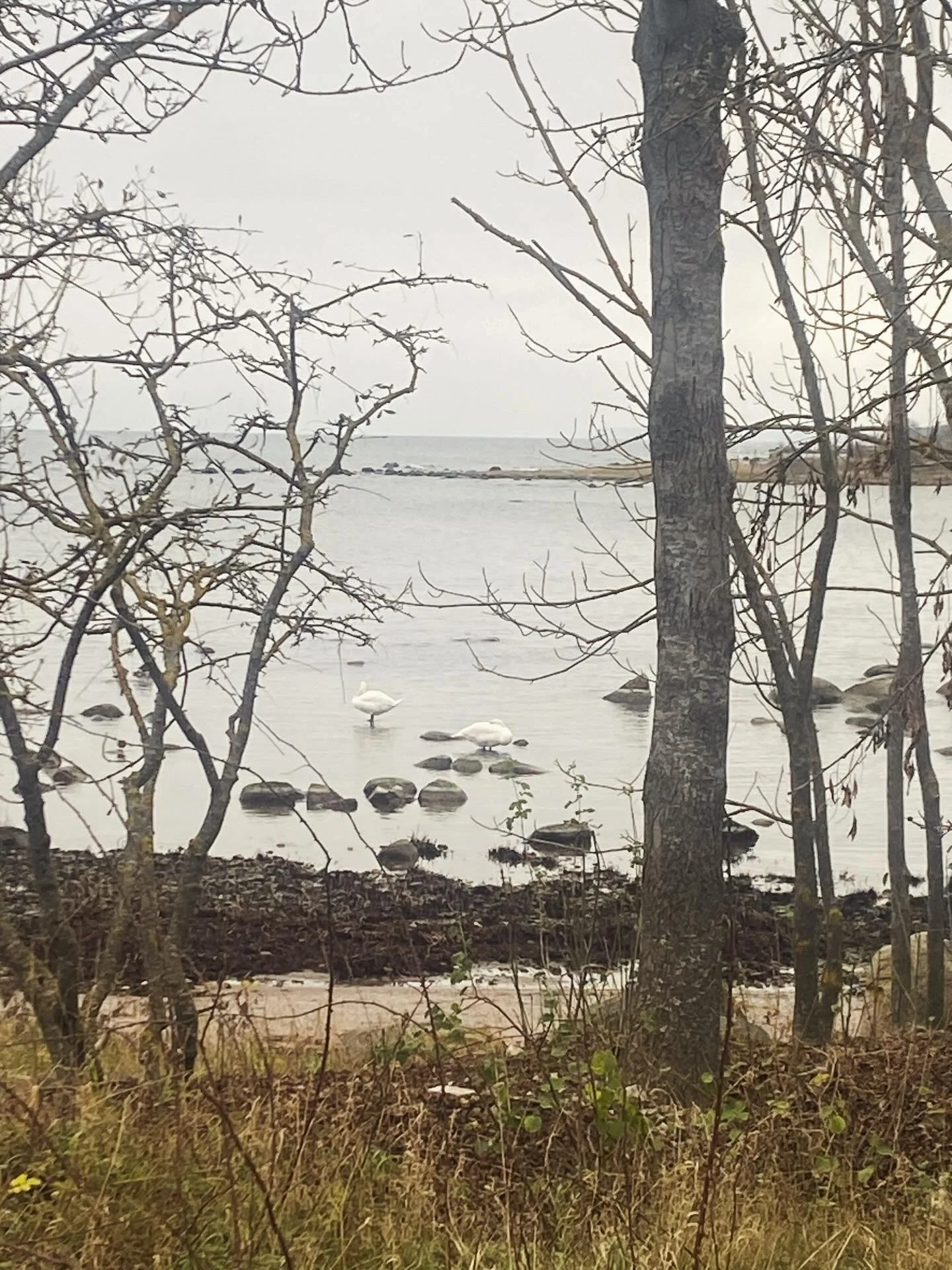 Swans in Gotland.
@composers_hall