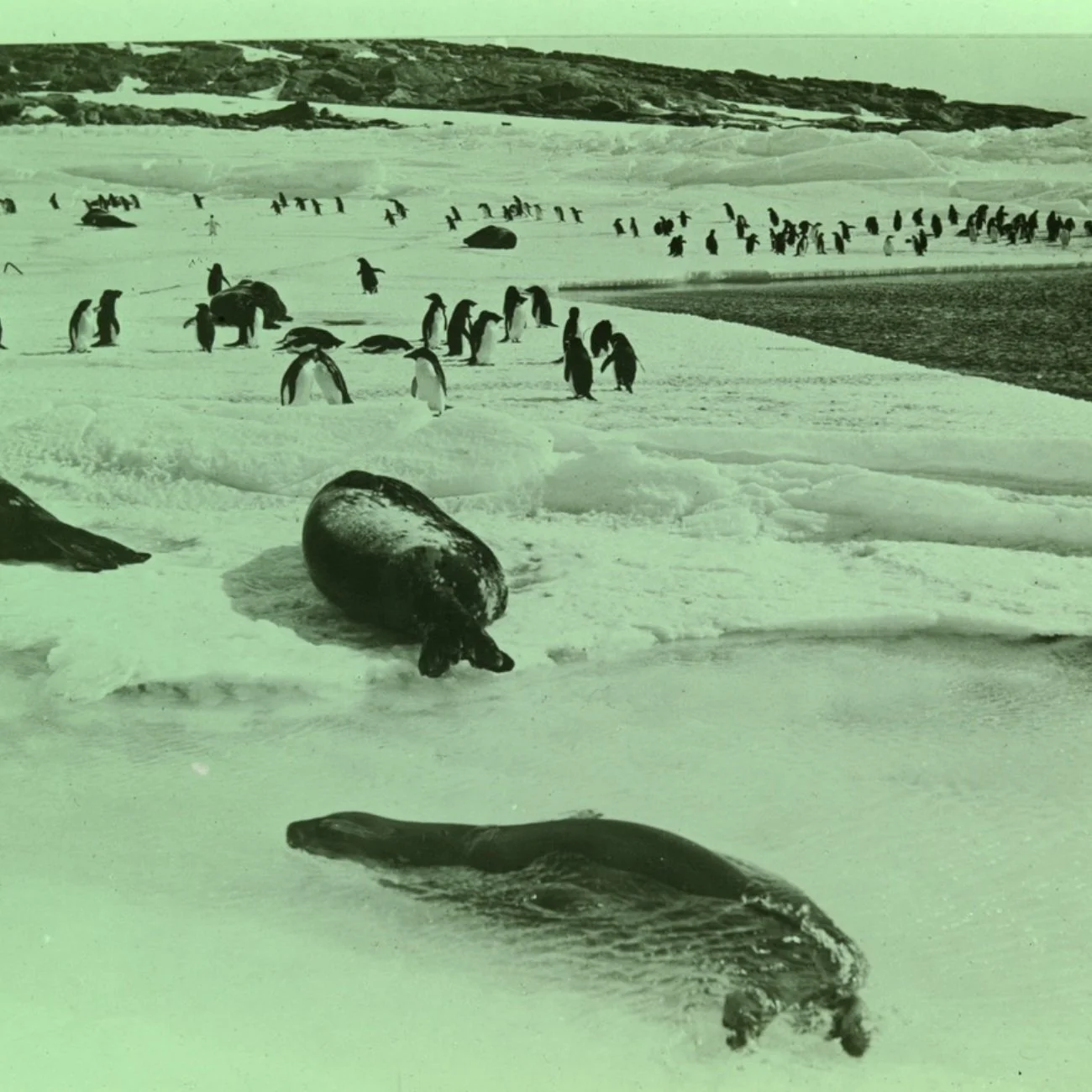 The bolllot for tickets to the Weddell Seal concert on 18th October at Phoenix Central Park, The Church, in Sydney open! It features the Australian premiere of my peice Vibrissae (2025), performed by and with music by @anmcmichael @helensvoboda_music