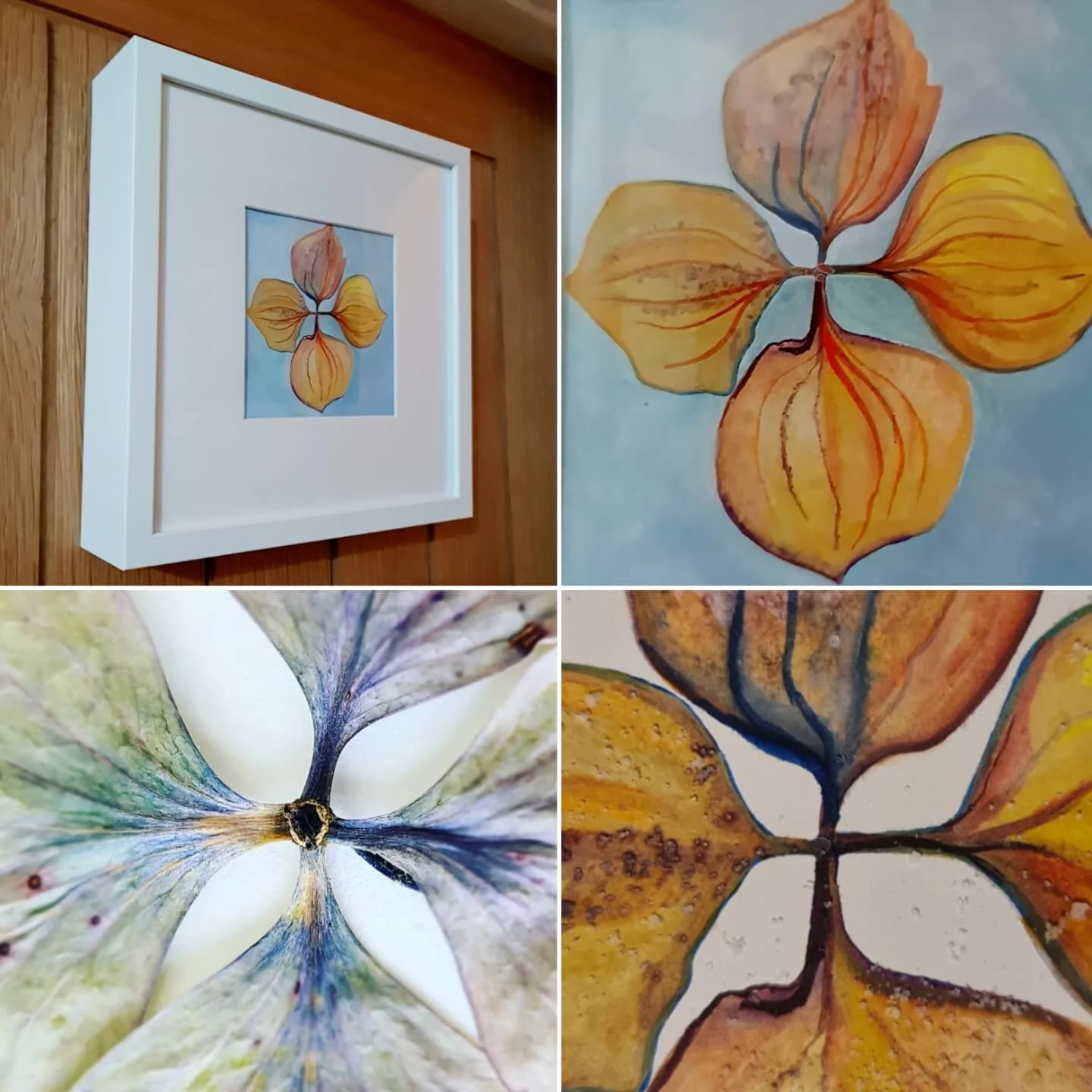 Hydrangea no 8. I have been working on painting Hydrangeas inspired by the amazing gardens at Picton Castle. I loved painting this one with the burnt oranges and the duckegg blue.  I have framed it in a deep box frame. 
ink on paper. 27cms square 6cm