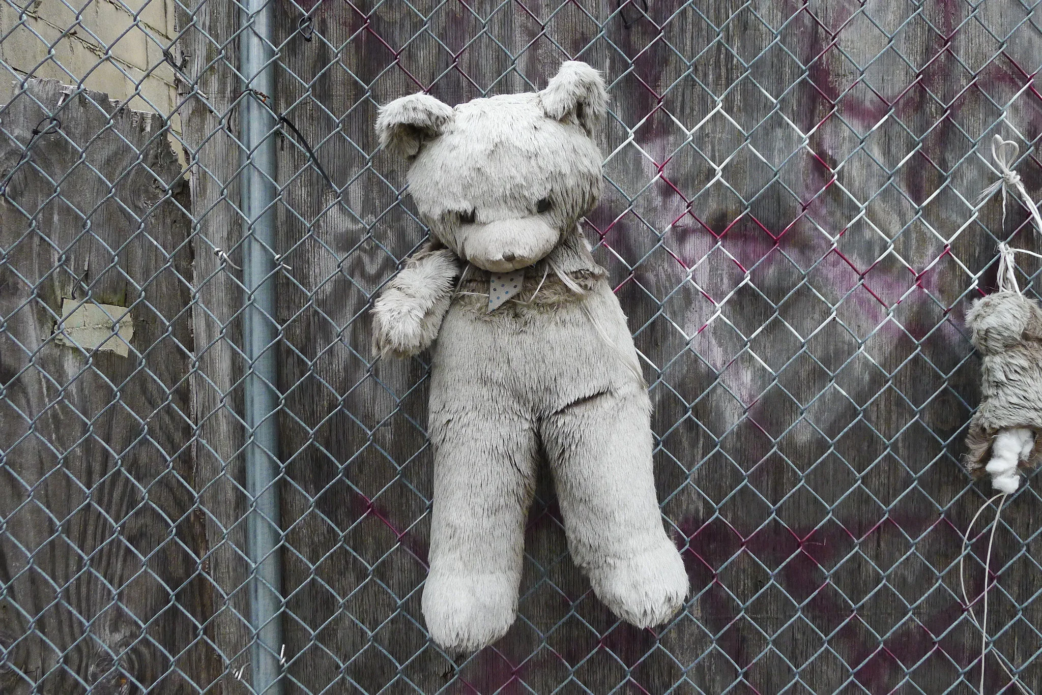 brooklyn bear.jpg