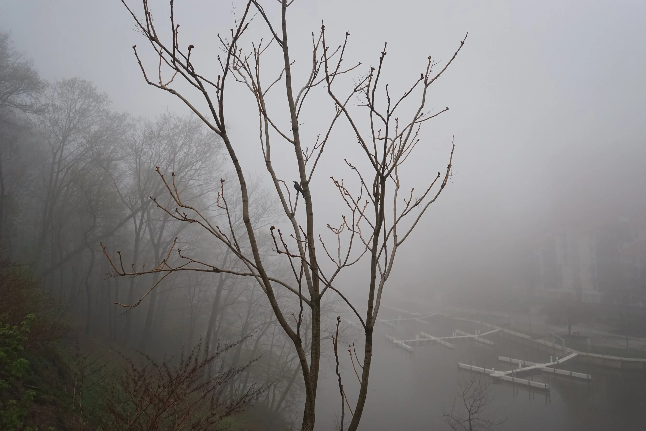 fog bird.jpg
