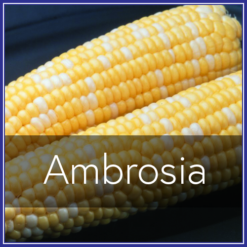 Ambrosia.png