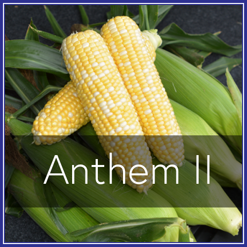 Anthem II.png