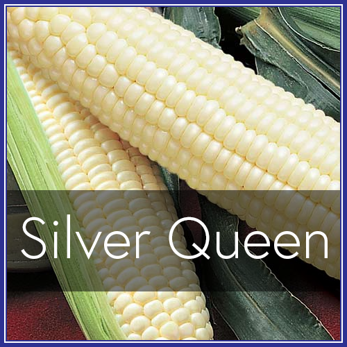 Silver Queen Direct Enterprises, Inc.