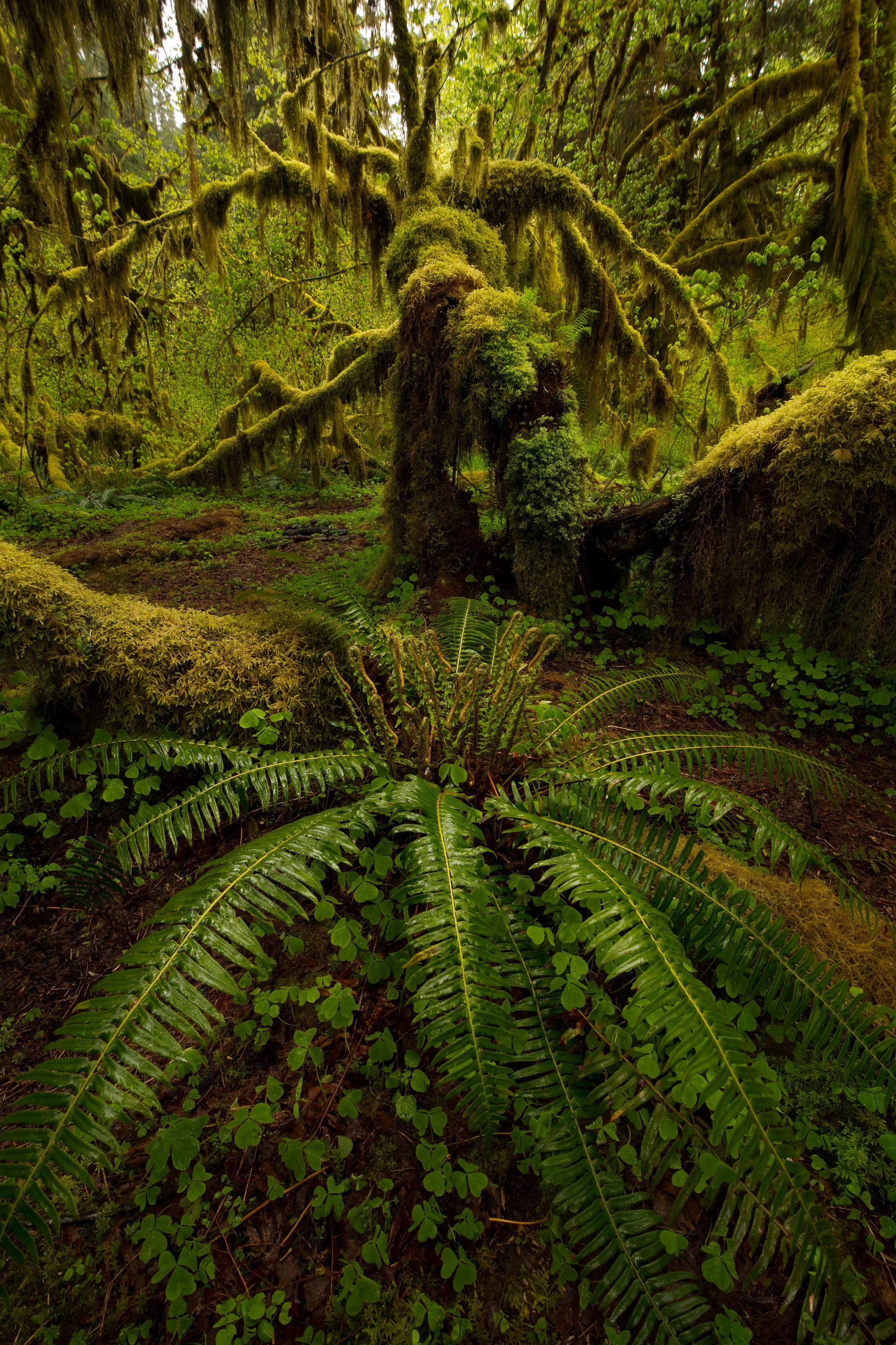 Hoh Ferns.jpg