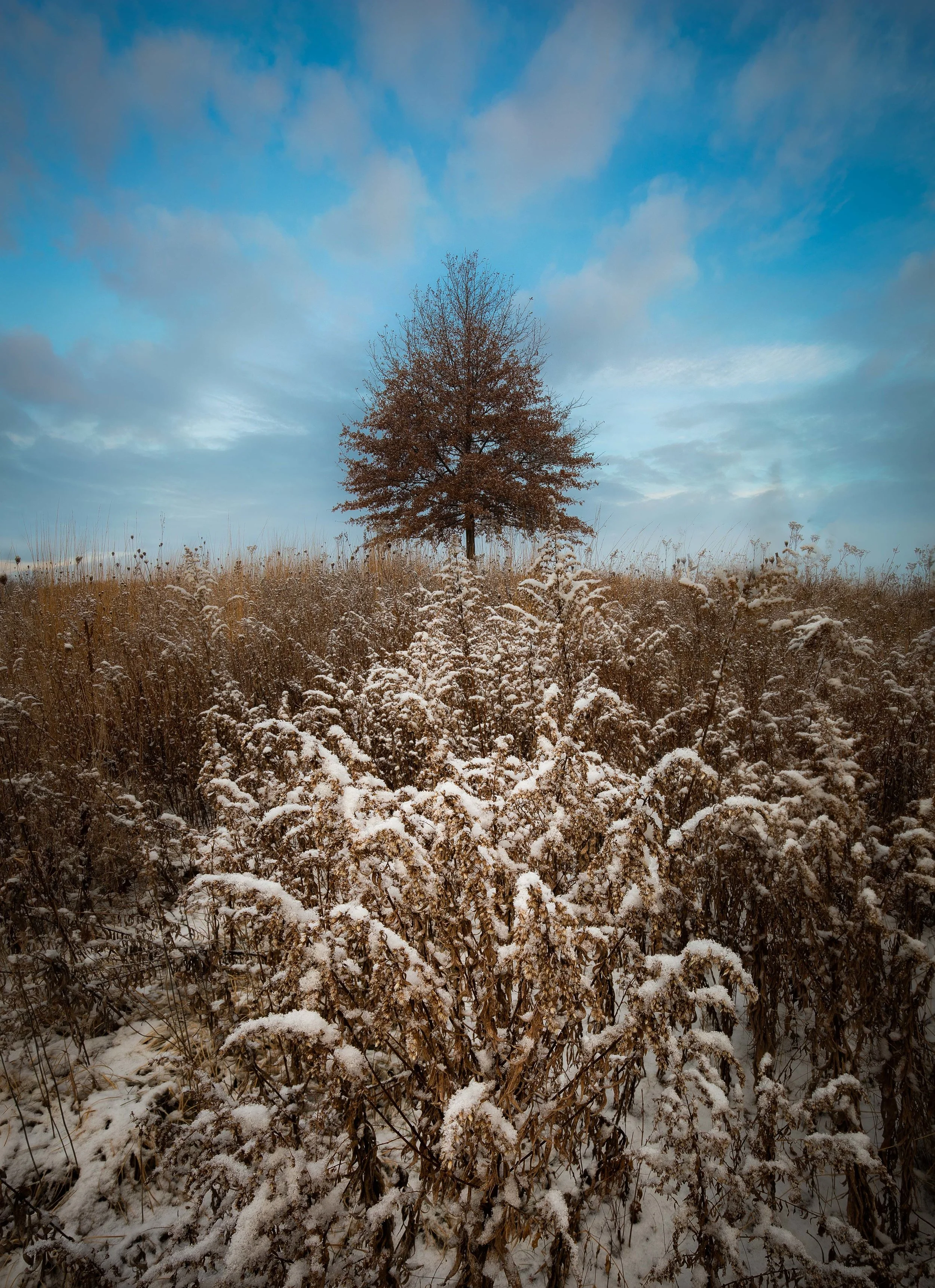 CamRock Tree.jpg