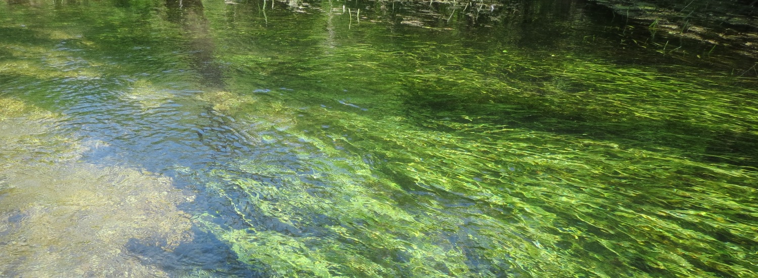   A stream like Spring Creek  