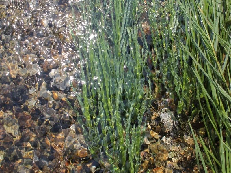 Spring Creek is becoming a Baseline Reference for similar streams in the region.