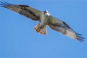 Osprey