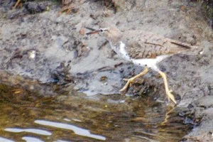 Spotted Sandpiper