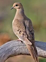 Mourning Dove