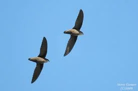 Chimney Swifts