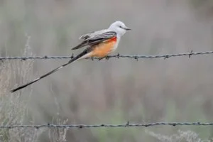 Scissor-tailed Flycatcher