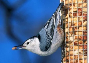 White-breasted Nuthatch