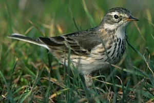 American Pipit