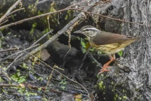 Louisiana Waterthrush