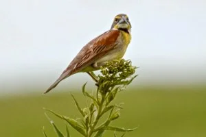 Dickcissel